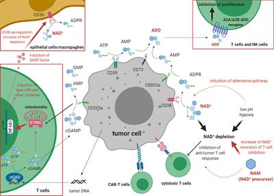 The Key Role of NAD+ in Anti-Tumor Immune Response: An Update